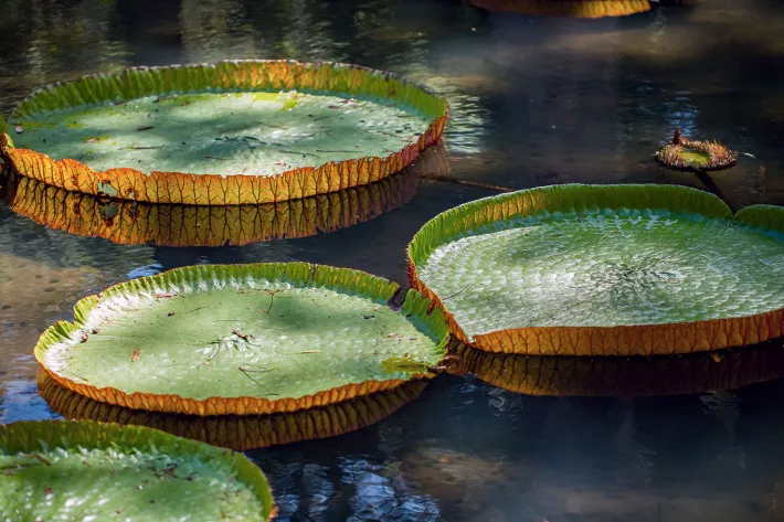 Victoria amazonica — гигантская водяная лилия в ботаническом саду Памплемус - фото