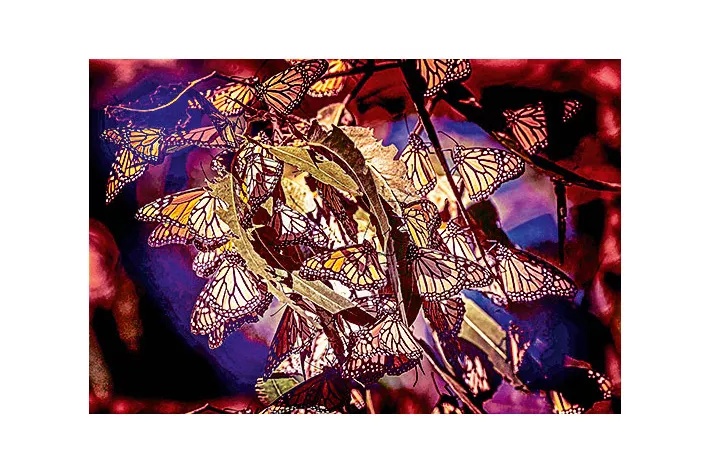 Бабочки — это не только расписные крылья, но и стабильный доход для некоторых жителей Суринама: редкой красоты насекомых аборигены разводят на специальных фермах для экспорта
 - фото