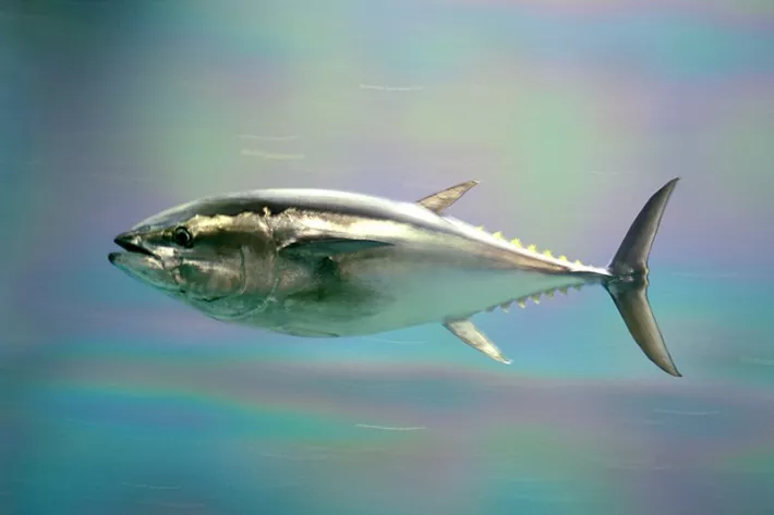 Bluefin. Масса 60–350 кг, источник — дикий выращиваемый, лучшая часть — Toro, цена высокая, регионы разведения — Япония (40–80 кг), Средиземноморье
(60–400 кг),
Мексика (40–180 кг)
 - фото