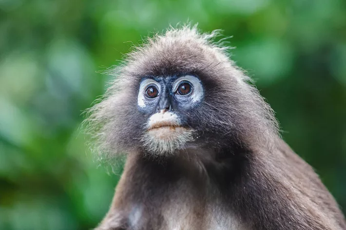 Очаровательные очковые лангуны, населяющие остров Лангкави, легко усыпят вашу бдительность
и залезут к вам в номер, если не закрыть окна плотно - фото