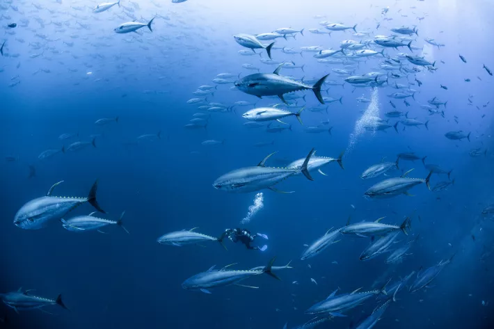 Yellowfin. Масса — 20–70 кг, источник — дикий, лучшая часть — Akami, цена невысокая - фото